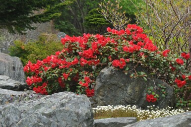 Rhododendron Rhododendron 'Scarlet Wonder' arbuste 15-20 C3 Rhododendron 'Scarlet Wonder' arbuste 15-20 cm