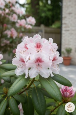 Rhododendron 'Virginia Richards' arbuste 40-50 cm
