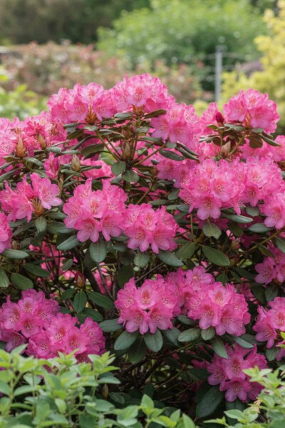 Rhododendron 'Wine and Roses' arbuste 30-50 cm