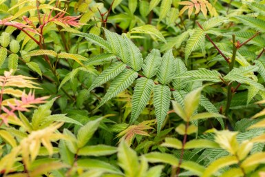 Vinaigrier Rhus typhina arbuste 100-125 C12 Rhus typhina arbuste 100-125 cm