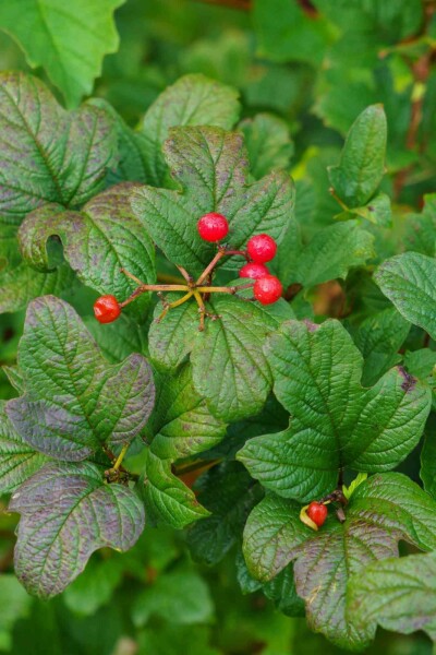Groseillier des alpes Ribes alpinum arbuste 80-100 C5 Ribes alpinum arbuste 80-100 cm