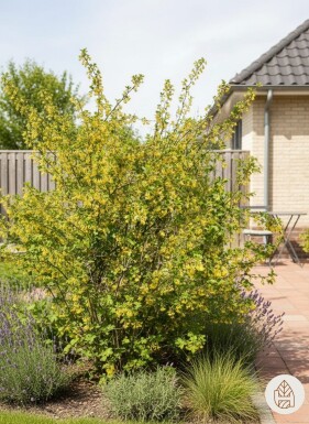 Ribes odoratum arbuste 80-100 cm