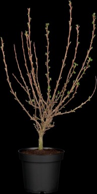 Groseillier à fleurs Ribes sanguineum 'King Edward VII' arbuste 30-40 C3 Ribes sanguineum 'King Edward VII' arbuste 30-40 cm