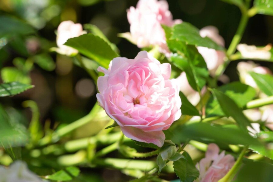 Rosier Rosa 'The Fairy' arbuste 15-20 C1,5 Rosa 'The Fairy' arbuste 15-20 cm