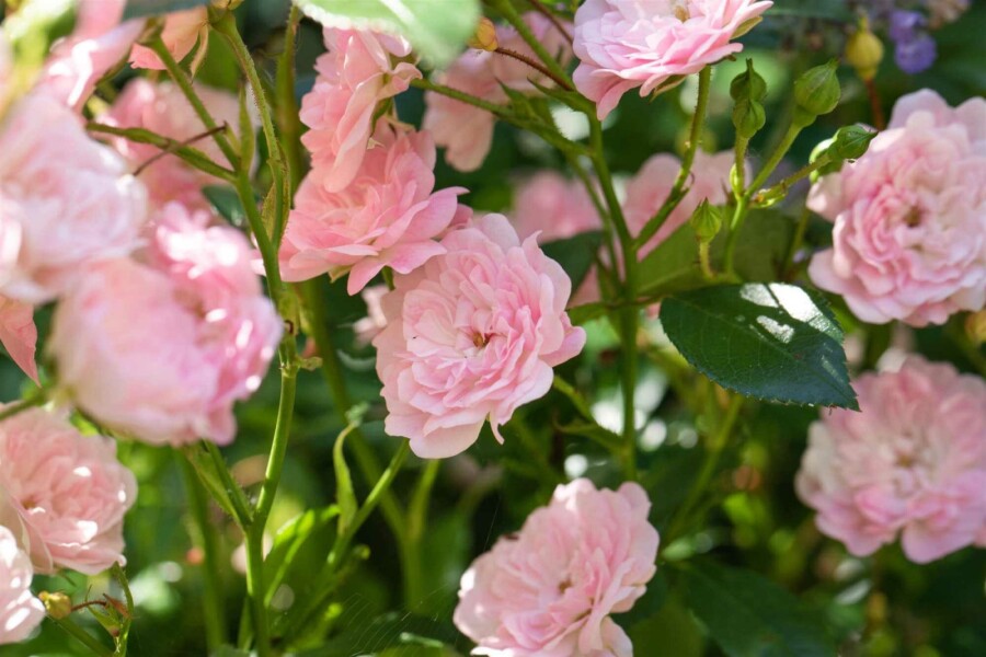 Rosier Rosa 'The Fairy' arbuste 15-20 C1,5 Rosa 'The Fairy' arbuste 15-20 cm