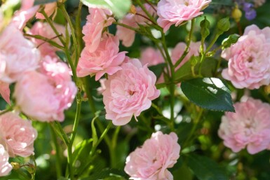 Rosier Rosa 'The Fairy' arbuste 15-20 C1,5 Rosa 'The Fairy' arbuste 15-20 cm