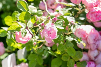 Rosier Rosa 'The Fairy' arbuste 15-20 C1,5 Rosa 'The Fairy' arbuste 15-20 cm