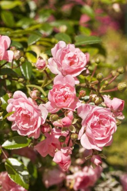 Rosier Rosa 'The Fairy' arbuste 15-20 C1,5 Rosa 'The Fairy' arbuste 15-20 cm