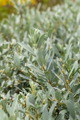 Saule nain Salix helvetica arbuste 20-30 C3 Salix helvetica arbuste 20-30 cm