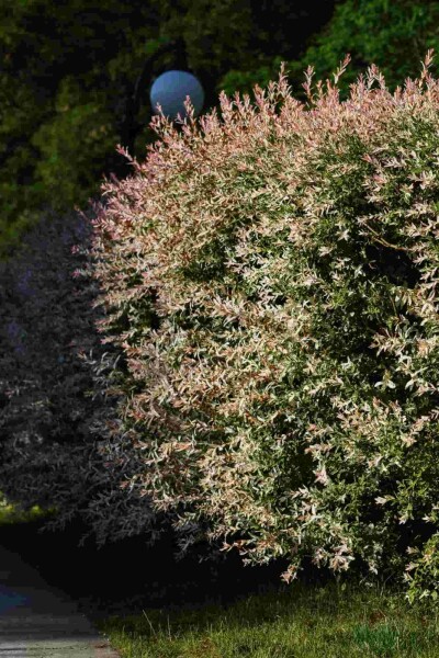 Saule du japon Salix integra 'Flamingo' arbuste 30-50 C2 Salix integra 'Flamingo' arbuste 30-50 cm