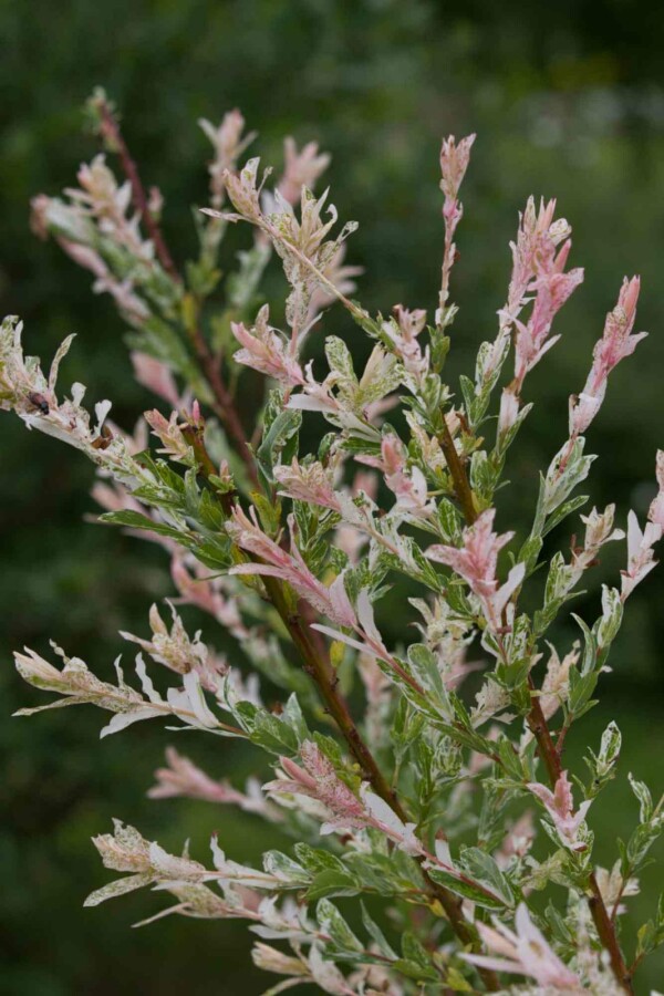 Saule du japon Salix integra 'Flamingo' arbuste 30-50 C2 Salix integra 'Flamingo' arbuste 30-50 cm