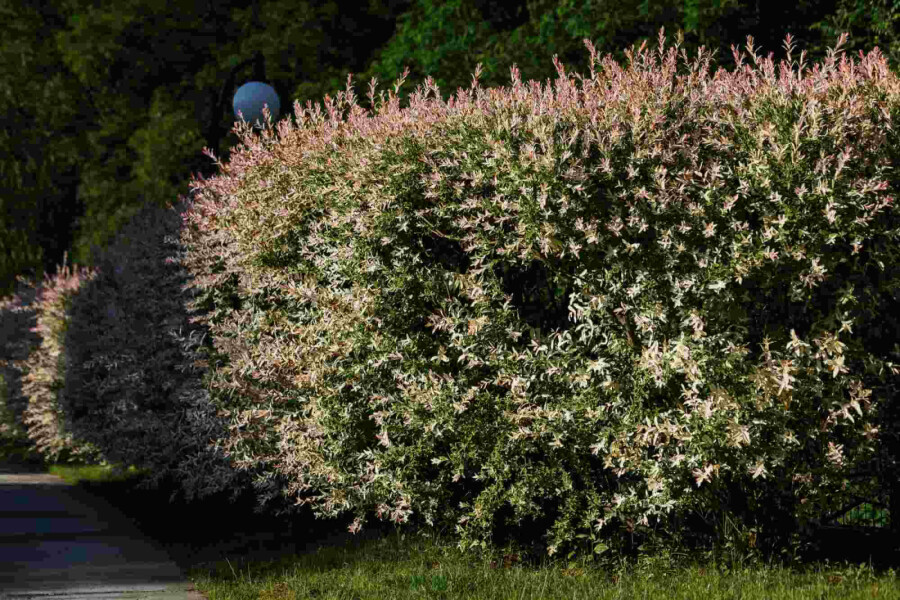 Saule du japon Salix integra 'Flamingo' arbuste 30-50 C2 Salix integra 'Flamingo' arbuste 30-50 cm