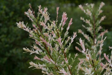 Saule du japon Salix integra 'Flamingo' arbuste 30-50 C2 Salix integra 'Flamingo' arbuste 30-50 cm