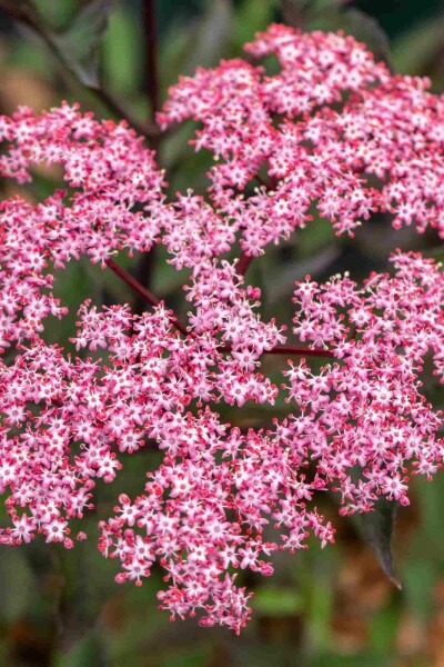 Sambucus nigra 'Thundercloud' C7,5 60-80