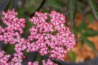 Sambucus nigra 'Thundercloud' C7,5 60-80
