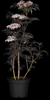 Sambucus nigra 'Thundercloud' C7,5 60-80