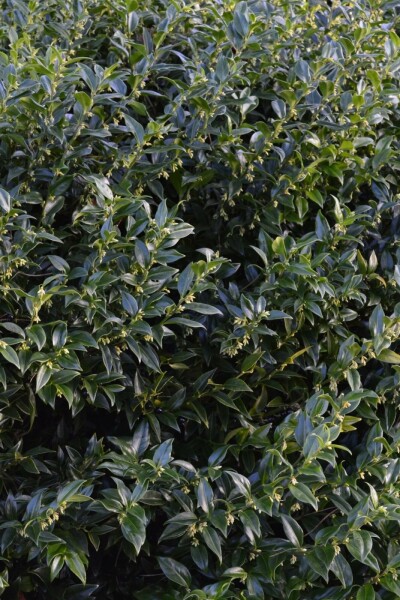 Sarcococca Sarcococca confusa arbuste 30-40 C3 Sarcococca confusa arbuste 30-40 cm