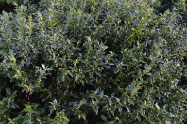 Sarcococca Sarcococca confusa arbuste 30-40 C3 Sarcococca confusa arbuste 30-40 cm