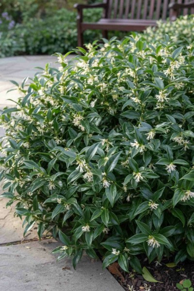 Sarcococca hookeriana 'Humilis' arbuste 20-25 cm