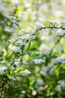 Spirée blanche Spiraea arguta arbuste 30-40 C1,7 Spiraea arguta arbuste 30-40 cm