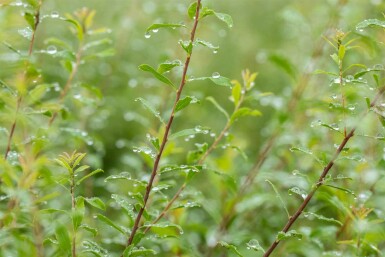 Spiraea arguta C6,5 60-80