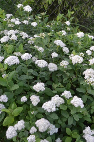Spirée blanche Spiraea betulifolia 'Tor' arbuste 25-30 C3 Spiraea betulifolia 'Tor' arbuste 25-30 cm