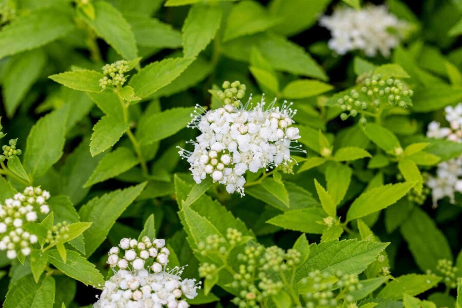 Spirée blanche Spiraea japonica 'Albiflora' arbuste 30-40 C6,5 Spiraea japonica 'Albiflora' arbuste 30-40 cm
