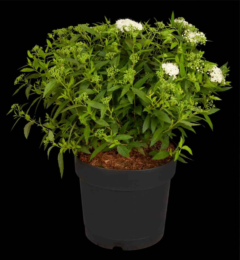 Spirée blanche Spiraea japonica 'Albiflora' arbuste 30-40 C6,5 Spiraea japonica 'Albiflora' arbuste 30-40 cm