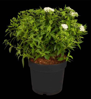 Spirée blanche Spiraea japonica 'Albiflora' arbuste 20-30 C3 Spiraea japonica 'Albiflora' arbuste 20-30 cm
