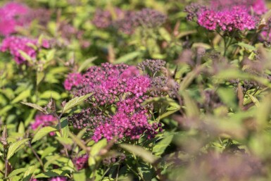 Spiraea japonica 'Anthony Waterer' C3 30-40