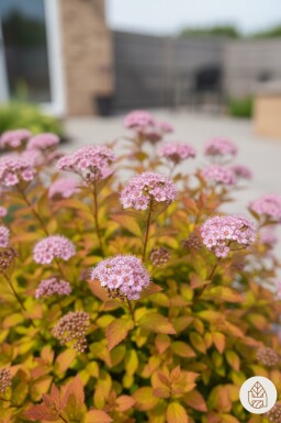 Spiraea japonica 'Goldflame' arbuste 30-40 cm