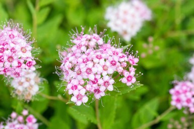 Spirée du japon Spiraea japonica 'Little Princess' arbuste 30-40 C10 Spiraea japonica 'Little Princess' arbuste 30-40 cm