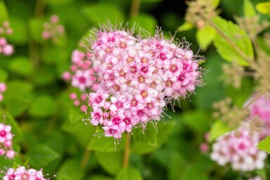 Spirée du japon Spiraea japonica 'Little Princess' arbuste 30-40 C3 Spiraea japonica 'Little Princess' arbuste 30-40 cm