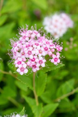 Spirée du japon Spiraea japonica 'Little Princess' arbuste 30-40 C3 Spiraea japonica 'Little Princess' arbuste 30-40 cm