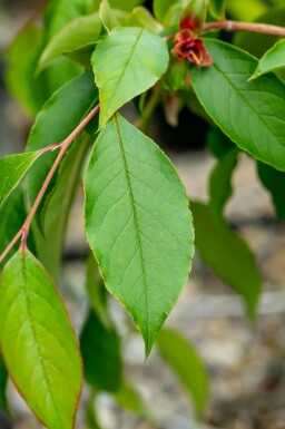 Stuartia Stewartia pseudocamellia arbuste 30-40 C3 Stewartia pseudocamellia arbuste 30-40 cm