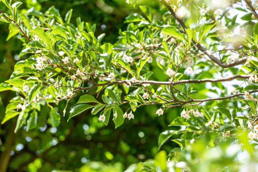 Arbre à neige Styrax japonicus arbuste 80-100 C12 Styrax japonicus arbuste 80-100 cm
