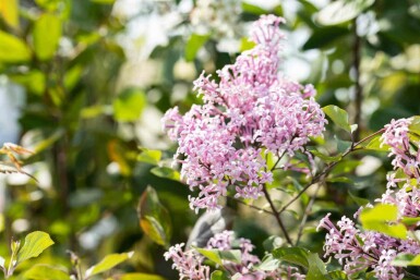 Symphoricarpos chenaultii 'Hancock' C1,5 15-20