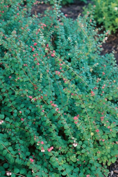 Symphoricarpos chenaultii 'Hancock' arbuste 15-20 cm