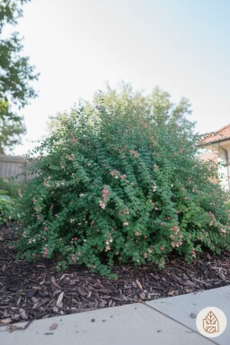 Symphoricarpos chenaultii 'Hancock' arbuste 15-20 cm