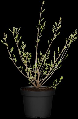 Lilas de meyer Syringa meyeri 'Palibin' arbuste 30-40 C3 Syringa meyeri 'Palibin' arbuste 30-40 cm