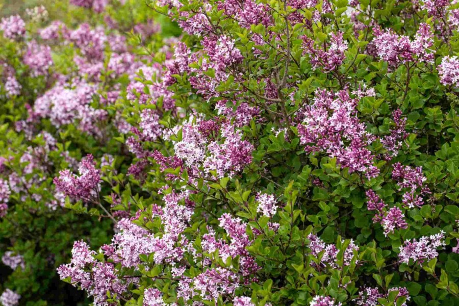 Lilas de meyer Syringa meyeri 'Palibin' arbuste 40-50 C7,5 Syringa meyeri 'Palibin' arbuste 40-50 cm