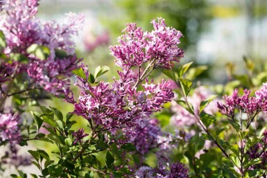 Lilas de meyer Syringa meyeri 'Palibin' arbuste 40-50 C7,5 Syringa meyeri 'Palibin' arbuste 40-50 cm