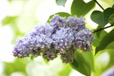 Lilas Syringa vulgaris arbuste 30-50 C2 Syringa vulgaris arbuste 30-50 cm