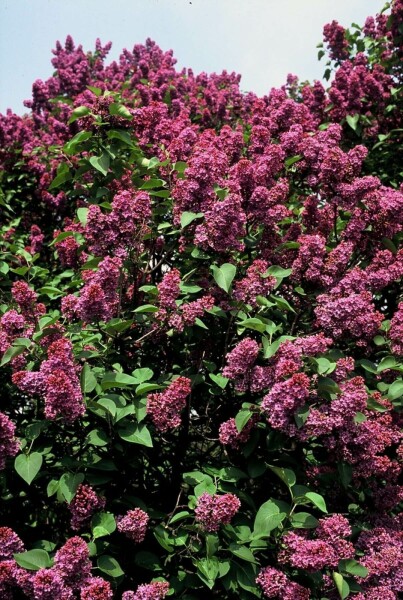 Syringa vulgaris 'Andenken an Ludwig Spath' arbuste 30-40 cm