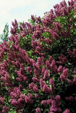 lilas commun Syringa vulgaris 'Andenken an Ludwig Spath' arbuste Syringa vulgaris 'Andenken an Ludwig Spath'