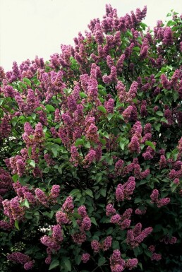 Syringa vulgaris 'Andenken an Ludwig Spath' arbuste 30-40 cm