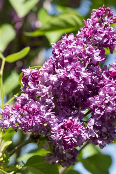Lilas commun Syringa vulgaris 'Charles Joly' arbuste 30-40 C3 Syringa vulgaris 'Charles Joly' arbuste 30-40 cm