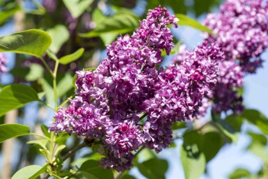 Lilas commun Syringa vulgaris 'Charles Joly' arbuste 30-40 C3 Syringa vulgaris 'Charles Joly' arbuste 30-40 cm