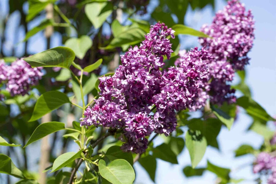 Lilas commun Syringa vulgaris 'Charles Joly' arbuste 80-100 C12 Syringa vulgaris 'Charles Joly' arbuste 80-100 cm