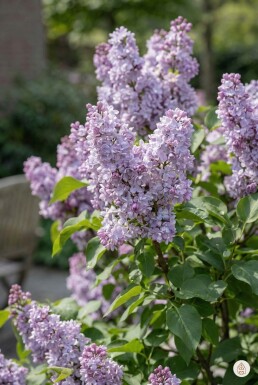 Syringa vulgaris 'Michel Buchner' arbuste 40-60 cm